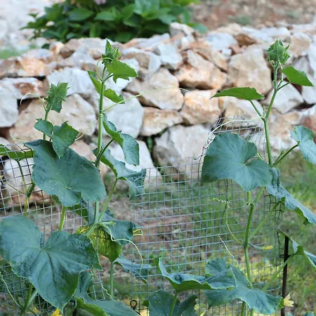 Διαμέρισμα Lila Dicmo